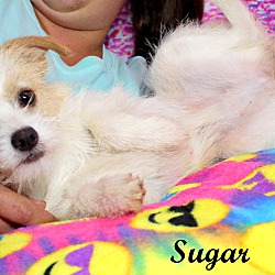 Thumbnail photo of Sugar~adopted! #4