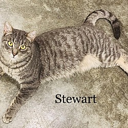 Photo of Stewart