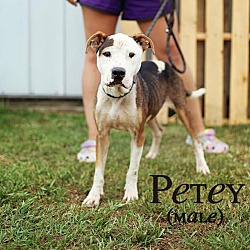Photo of Pety