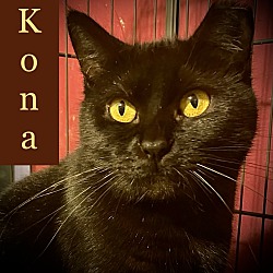 Photo of Kona