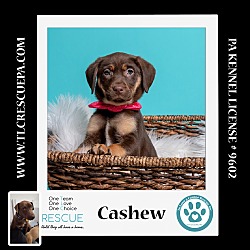 Photo of Cashew (Nutmeg's Pups)  012724