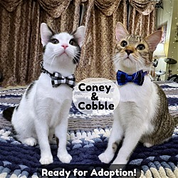 Thumbnail photo of Cobble & Coney #1