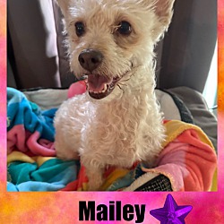 Photo of MAILEY- 2 YEAR FEMALE TERRIER