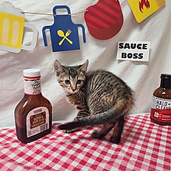 Photo of Sauce Boss