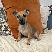 adopt a pet