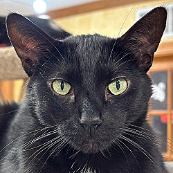 bonded pet photo