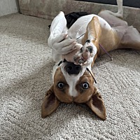 adopt a pet