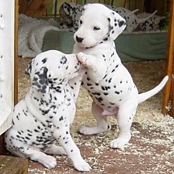 Photo of Dalmatian Puppies