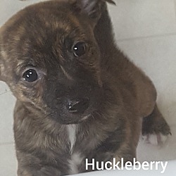 Thumbnail photo of Huckleberry #1
