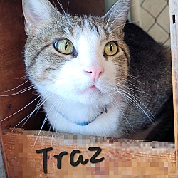 Photo of Traz