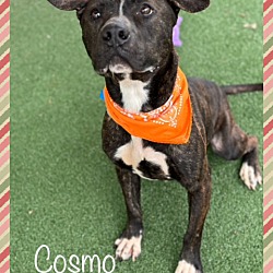 Thumbnail photo of COSMO - see video #1