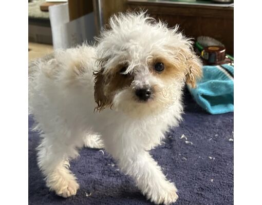 Sinking Spring, PA - Cavalier King Charles Spaniel/Schnoodle. Meet ...