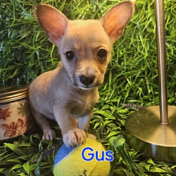 Photo of Gus