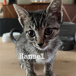 Thumbnail photo of Hansel #3
