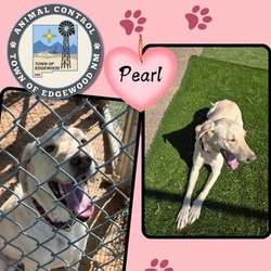 Thumbnail photo of Pearl #1