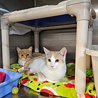 adopt a pet