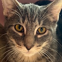adopt-pet
