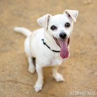 adopt a pet