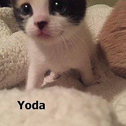 Photo of Yoda