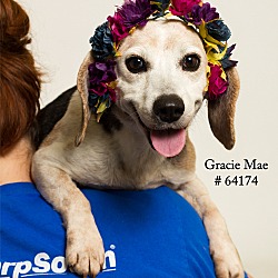 Thumbnail photo of Gracie Mae (Foster) #2