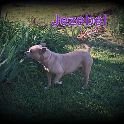 Thumbnail photo of Jezebel #3
