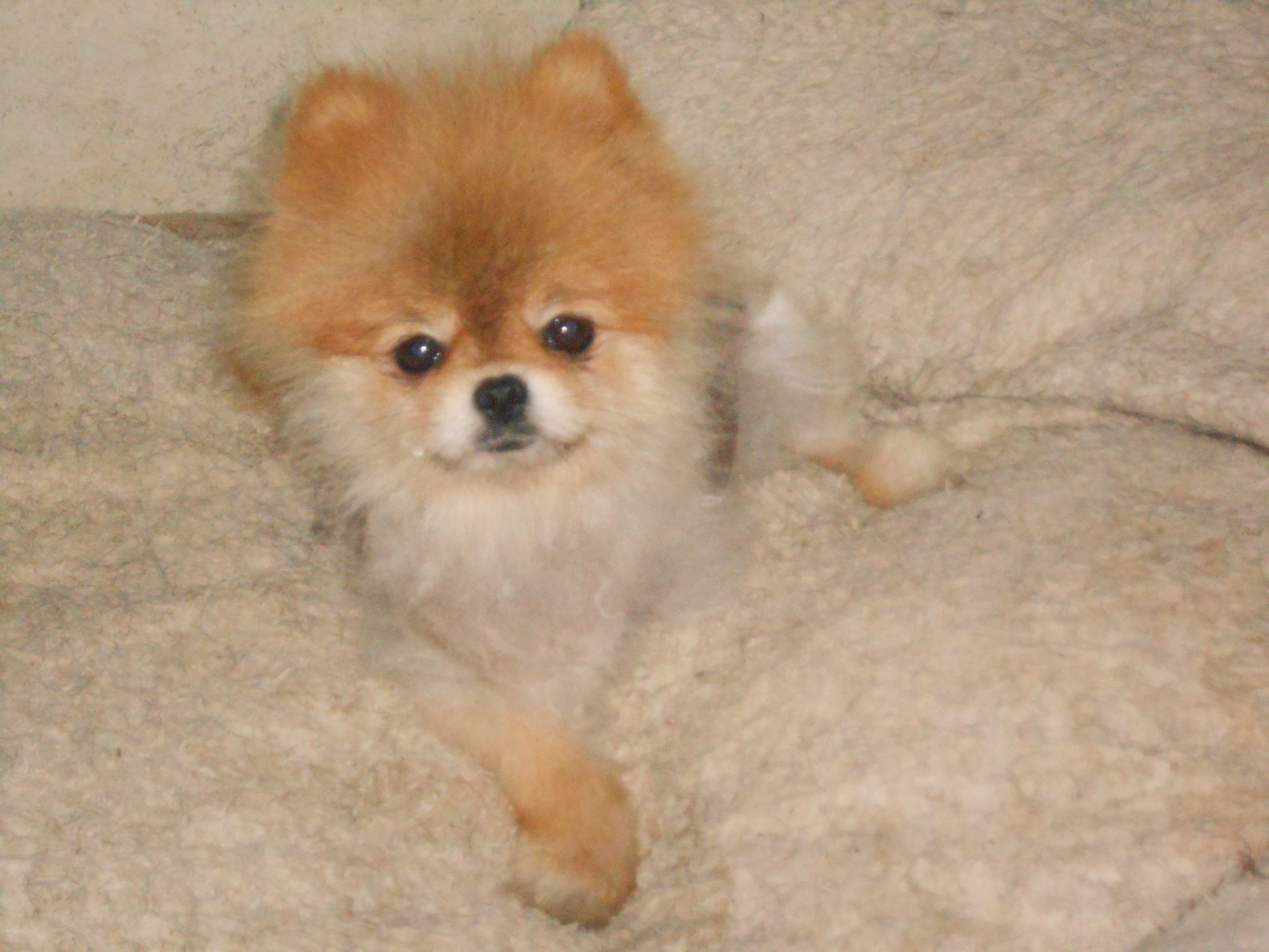 Pomeranian Puppies Nc 8 Best Pomeranian Breeders In