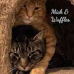 Photo of Mick & Waffles, bonded pair