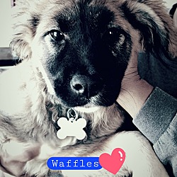 Photo of Waffles