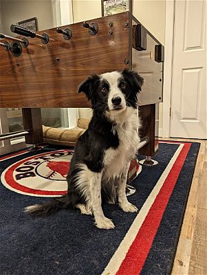 Salt Lake City, UT - Border Collie. Meet Milly a Pet for Adoption ...