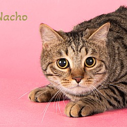 Thumbnail photo of Nachos #1