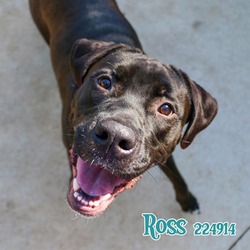 Photo of ROSS