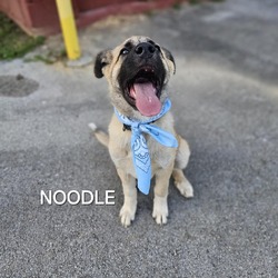 Thumbnail photo of Noodle #4