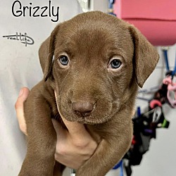 Photo of Grizzly