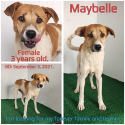 Thumbnail photo of Maybelle #1