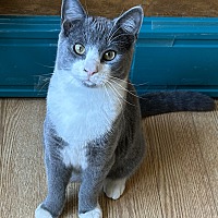 adopt a pet