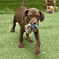 adopt a pet