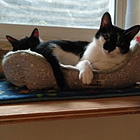 adopt-pet