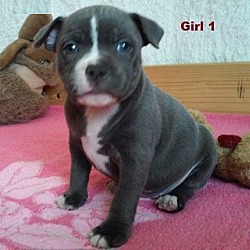 Photo of Staffordshire Bull Terrier pup