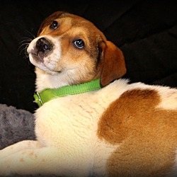 Thumbnail photo of Colt~adopted! #1