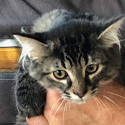 Thumbnail photo of Gray Tiger Kitten #1