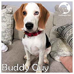 Thumbnail photo of Buddy Guy #1