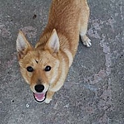 Photo of Foxy