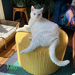 Photo of Milo
