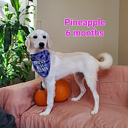 Thumbnail photo of Pineapple #2