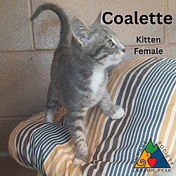 Thumbnail photo of Coalette #2