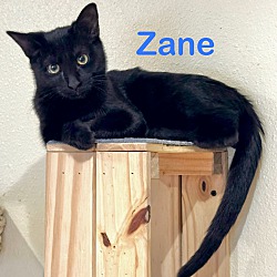 Thumbnail photo of Zane #1