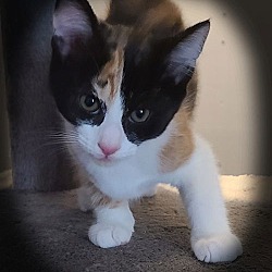 Photo of Kitten Ora