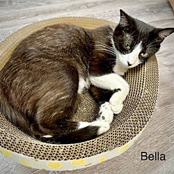 Thumbnail photo of Bella #4