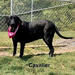 Thumbnail photo of Cavalier #1