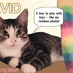 Thumbnail photo of David #1